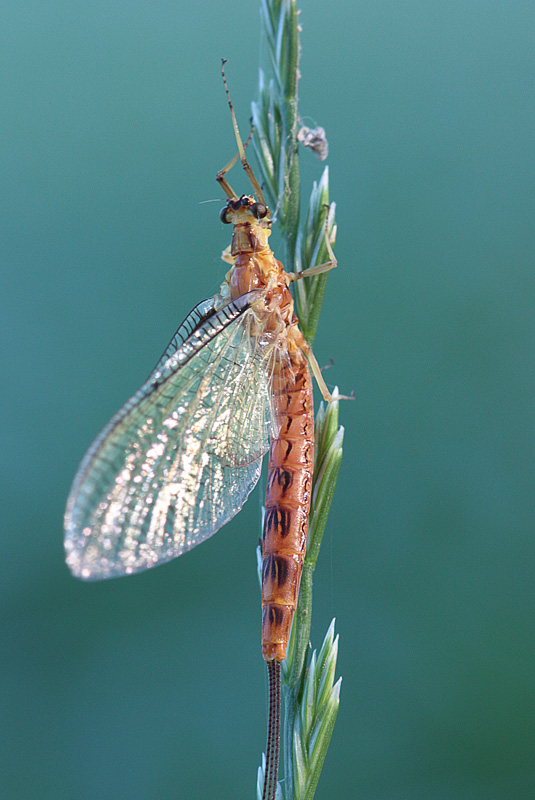 Ephemereridae  di Turbigo